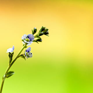 flower, tiny, macro, colorful, plant, bloom, botany, little, wild, spring, delicate, seasonal, vibrant, natural, blooming, weed, isolated, flowering plant, fragility, freshness, vulnerability, beauty in nature, close-up, copy space, colored background, yellow, growth, nature, petal, no people, flower head, inflorescence, studio shot, plant stem, springtime, purple, 2K, CC0, public domain, royalty free