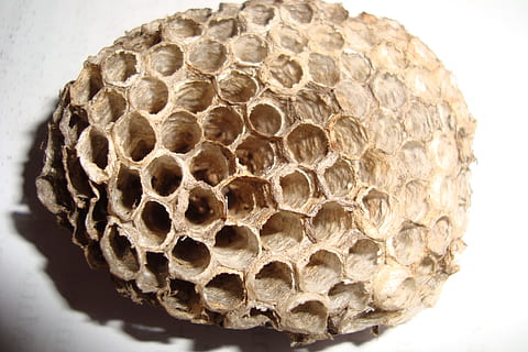 bistade, kamme, tom, sekskantede, bikuben, insekt, rede, struktur, mønster, honningkage struktur, insekt reden, bygning, hvepse, nest bygning, stik, stat, natur, dyr, hveps, statdannende insekter, kunstfærdigt, tæt på, makro, sekskant, hvid, bikage, bikube, tekstureret, naturligt mønster, biavl, Brun, ingen mennesker, form, design, bi, indendørs, geometrisk form, stilleben, tør, dyre temaer, 2K, CC0, offentligt domæne, royaltyfrie