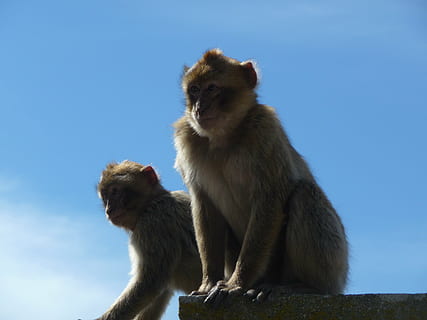 maimuţă, maimuțe, macac, macaci, Gibraltarului, stâncă din Gibraltar, animal, arhiepiscop, animale sălbatice, mamifer, animale în sălbăticie, natură, drăguţ, grup de animale, cer, două animale, ședință, nici o persoana, animale vertebrate, zi, vedere unghiulară joasă, tânăr animal, resolidarizare, albastru, familie de animale, în aer liber, babuin, îngrijire, 2K, CC0, domeniu public, fără drepturi de autor