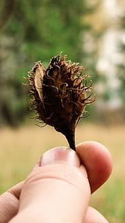 person, holding, brown, plant, hold, fruit, nature, hand, blur, human hand, human body part, one person, focus on foreground, close-up, people, autumn, outdoors, real people, unrecognizable person, finger, human finger, body part, personal perspective, day, lifestyles, dry, human limb, dried, 2K