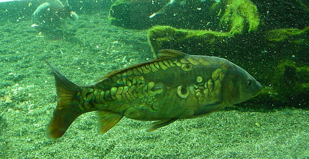 Fischteich, Garten, Europa, Fisch, Teich, Sommer-, Essen Fisch, Donau, Wasser, Cyprinus Carpio, ein Tier, Tiere in freier Wildbahn, Tierthemen, unter wasser, Tier, Tierwelt, Schwimmen, Meer, Wirbeltier, Leben im Meer, unterseeisch, Marine, Natur, grüne Farbe, keine Leute, transparent, 1080P, CC0, gemeinfrei, lizenzfrei