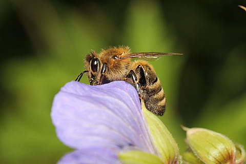 Wespe, Biene, Insekt, schließen, Nektar sammeln, blühen, Makro, Pollen sammeln, Tier, Gelb, Wespen wohnen, Wabenstruktur, Pollen, Natur, Bestäubung, Blume, Kämme, wahre Wespe, Honig, sammeln, Stachel, Flügel, Tierthemen, ein Tier, Tiere in freier Wildbahn, Tierwelt, wirbellos, Nahansicht, Schönheit in der Natur, Zerbrechlichkeit, blühende Pflanze, Pflanze, Wachstum, selektiver Fokus, Verletzlichkeit, Frische, keine Leute, Blütenkopf, draußen, Hummel, lila, 5K, CC0, gemeinfrei, lizenzfrei