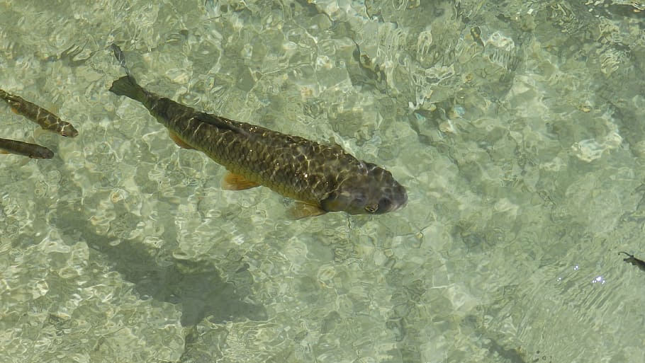 kalastaa, karppi, laguuni, kultakala, koi, vedenalainen, eläin, luonto, vesi, meri, villieläimet, uinti eläin, yksi eläin, eläimiä, eläinten villieläimet, eläinten teemoja, ulkona, uima-, selkärankainen, korkea kulma, ei ihmisiä, meri elämä, päivä, meren-, ranta, matala, 4K