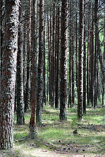 Wald, Stämme, Bäume, Baumstämme, Nadelbaum, Landschaft, Grüns, Sommer-, Kiefer, lebende Natur, wildwachsender Wald, im Wald, Baum, Pflanze, Land, Kofferraum, Baumstamm, Ruhe, ruhige Szene, Schönheit in der Natur, Wachstum, Natur, keine Leute, Tag, Nicht-städtische Szene, Szenen - Natur, Gras, draußen, Kiefernwald, 2K, CC0, gemeinfrei, lizenzfrei