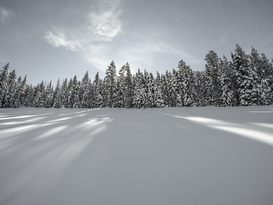 fotografia en escala de grisos, bosc, cobert, neu, hivern, blanc, fred, temps, gel, arbres, plantes, naturalesa, boscos, sol, núvols, cel, viatjar, aventura, arbre, temperatura de fred, núvol - cel, pi, a l'aire lliure, paisatge, planta, escena tranquil·la, tranquil·litat, terra, escenics - natura, congelat, bellesa a la natura, arbre de coníferes, escena no urbana, dia, cap gent, bosc de pi, arbre de fulla perenne, 4K