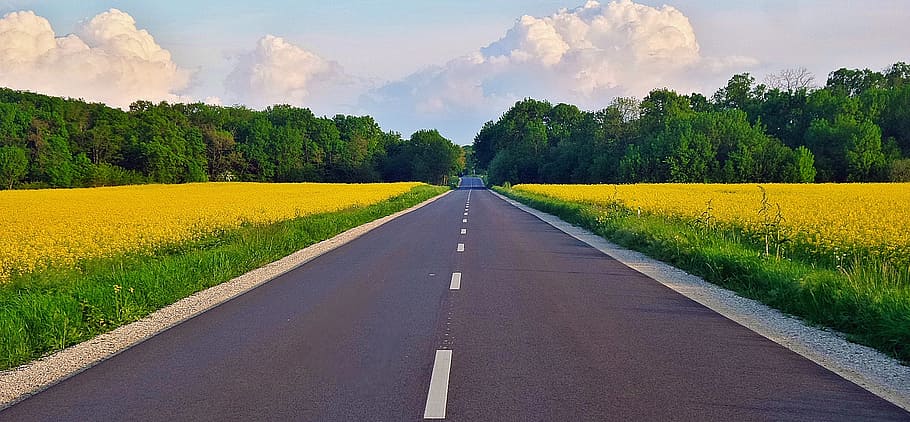strada, stupro, nuvole, primavera, natura, scena rurale, agricoltura, giallo, colza, paesaggio, campo, estate, all'aperto, blu, azienda agricola, pianta, mezzi di trasporto, direzione, albero, la strada davanti, cielo, terra, prospettiva decrescente, erba, nessuno, ambiente, scenics - natura, segnaletica stradale, bellezza nella natura, nuvola - cielo, dritto, 2K