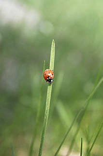 mariehøne, insekt, billebenet, græs, detaljerne af, insekter, natur, engenes natur, plante, enge, forår, sommer eng, prikker, farve, rød, flyvende, grøn, dyre temaer, hvirvelløse, et dyr, dyr, dyreliv, dyr i naturen, fokus på forgrunden, grøn farve, bille, tæt på, ingen mennesker, dag, udendørs, skønhed i naturen, fik øje på, græsblad, 4K, CC0, offentligt domæne, royaltyfrie