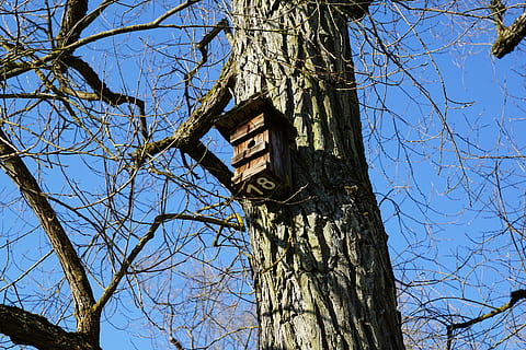 aviari, arbre, naturalesa, vista d’angle baix, branca, planta, cel, arbre nu, tronc de l'arbre, tronc, dia, cap gent, cel clar, a l'aire lliure, blau, arquitectura, llum solar, estructura construïda, creixement, torre, història, 5K, CC0, domini públic, lliure de regalies