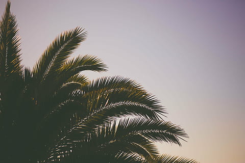 verde, Coqueiro, dia, coco, árvore, folha, plantar, natureza, céu, Palmeira, verão, clima tropical, por do sol, crescimento, visão de baixo ângulo, folha de palmeira, beleza na natureza, tranquilidade, ninguém, luz solar, parte da planta, céu limpo, ao ar livre, cor verde, copie o espaço, copa de árvore, árvore tropical, 5K, CC0, domínio público, royalty free