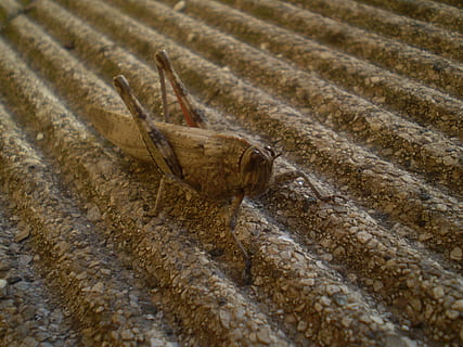 saltamontes, insecto, naturaleza, un animal, temas de animales, animal, día, fauna animal, nadie, tierra, vista de alto ángulo, animales en la naturaleza, de cerca, al aire libre, suciedad, paisaje, ambiente, longitud total, parte del cuerpo del animal, vertebrado, vista lateral, barro, 2K, CC0, dominio público, libre de derechos
