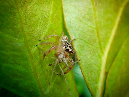 springende Spinne, salticidae, harmlos, Spinne, Natur, klein, Springen, Tierwelt, Spinnentier, Jäger, süß, draussen, Garten, nicht gefährlich, hartbeespoort, Südafrika, ein Tier, Tierthemen, grüne Farbe, Tiere in freier Wildbahn, Insekt, wirbellos, Tier, Pflanzenteil, Blatt, Nahansicht, Pflanze, Gliederfüßer, keine Leute, selektiver Fokus, Tag, Zoologie, draußen, 2K, CC0, gemeinfrei, lizenzfrei