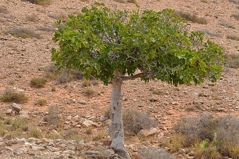 Grün, blätterte, Baum, braun, Boden, Feigenbaum, Natur, Pflanze, Wachstum, Tag, keine Leute, Landschaft, Land, Feld, draußen, Landwirtschaft, Pflanzenteil, solide, Blatt, Essen und Trinken, Wüste, Lebensmittel, grüne Farbe, Umgebung, Schönheit in der Natur, ländliche Szene, trockenes Klima, Klima, Plantage, 4K, CC0, gemeinfrei, lizenzfrei