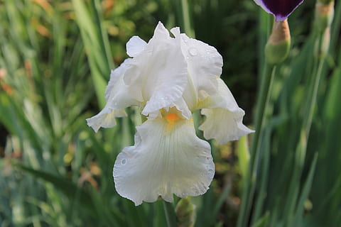 blomst, iris, hvid, sommer, kronblade, natur, smuk blomst, tæt på, flor, have, haven blomst, iris garden, makro, rosa, plante, flora, prydplante, blomstrende plante, skønhed i naturen, vækst, kronblad, friskhed, skrøbelighed, sårbarhed, blomsterstand, blomsterhoved, hvid farve, fokus på forgrunden, ingen mennesker, dag, udendørs, vand, dråbe, pollen, renhed, iris - plante, 4K, CC0, offentligt domæne, royaltyfrie