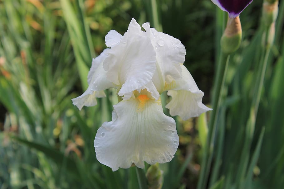 fiore, iris, bianca, estate, petali, natura, bel fiore, avvicinamento, fioritura, giardino, fiore del giardino, giardino dell'iride, macro, rosa, pianta, flora, pianta ornamentale, pianta fiorita, bellezza nella natura, crescita, petalo, freschezza, fragilità, vulnerabilità, infiorescenza, testa di fiore, Colore bianco, concentrarsi sulle conoscenze acquisite, nessuno, giorno, all'aperto, acqua, far cadere, polline, purezza, iris - pianta, 4K