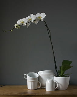 orkideer, kopper, hvid, kop, blomst, plante, blomstrende plante, vase, indendørs, skrøbelighed, krus, bord, friskhed, blad, plante del, natur, sårbarhed, hvid farve, kronblad, blomsterhoved, skønhed i naturen, kaffekop, blomsterstand, ingen mennesker, porcelæn, te kop, 2K, CC0, offentligt domæne, royaltyfrie