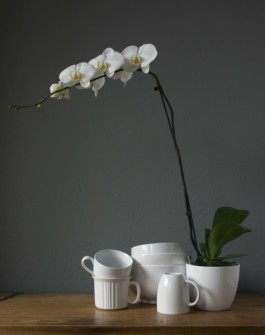 orkideer, kopper, hvid, kop, blomst, plante, blomstrende plante, vase, indendørs, skrøbelighed, krus, bord, friskhed, blad, plante del, natur, sårbarhed, hvid farve, kronblad, blomsterhoved, skønhed i naturen, kaffekop, blomsterstand, ingen mennesker, porcelæn, te kop, 2K