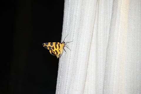 motyl, zmiany, szczęście, tematy zwierzęce, zwierzę, jedno zwierzę, owad, zwierzęca przyroda, kurtyna, wewnątrz, bezkręgowy, zbliżenie, żadnych ludzi, żółty, zwierzęta na wolności, czarne tło, włókienniczy, studio strzał, część ciała zwierzęcia, wzór, Natura, wiszące, motyl - owad, 4K, CC0, domena publiczna, darmowe zdjęcia