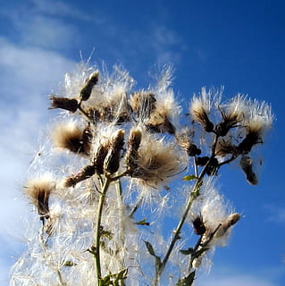 Gras, wild, Flora, Felder, Frankreich, Sommer-, Disteln, Elsass, Himmel, Pflanze, Zerbrechlichkeit, Natur, Verletzlichkeit, Nahansicht, Blume, Schönheit in der Natur, keine Leute, Tag, Wachstum, Flachwinkelansicht, blühende Pflanze, Frische, Blau, Löwenzahn, Fokus auf den Vordergrund, draußen, weiße Farbe, Samen, Blütenkopf, Weichheit, Löwenzahnsamen, 1080P, CC0, gemeinfrei, lizenzfrei