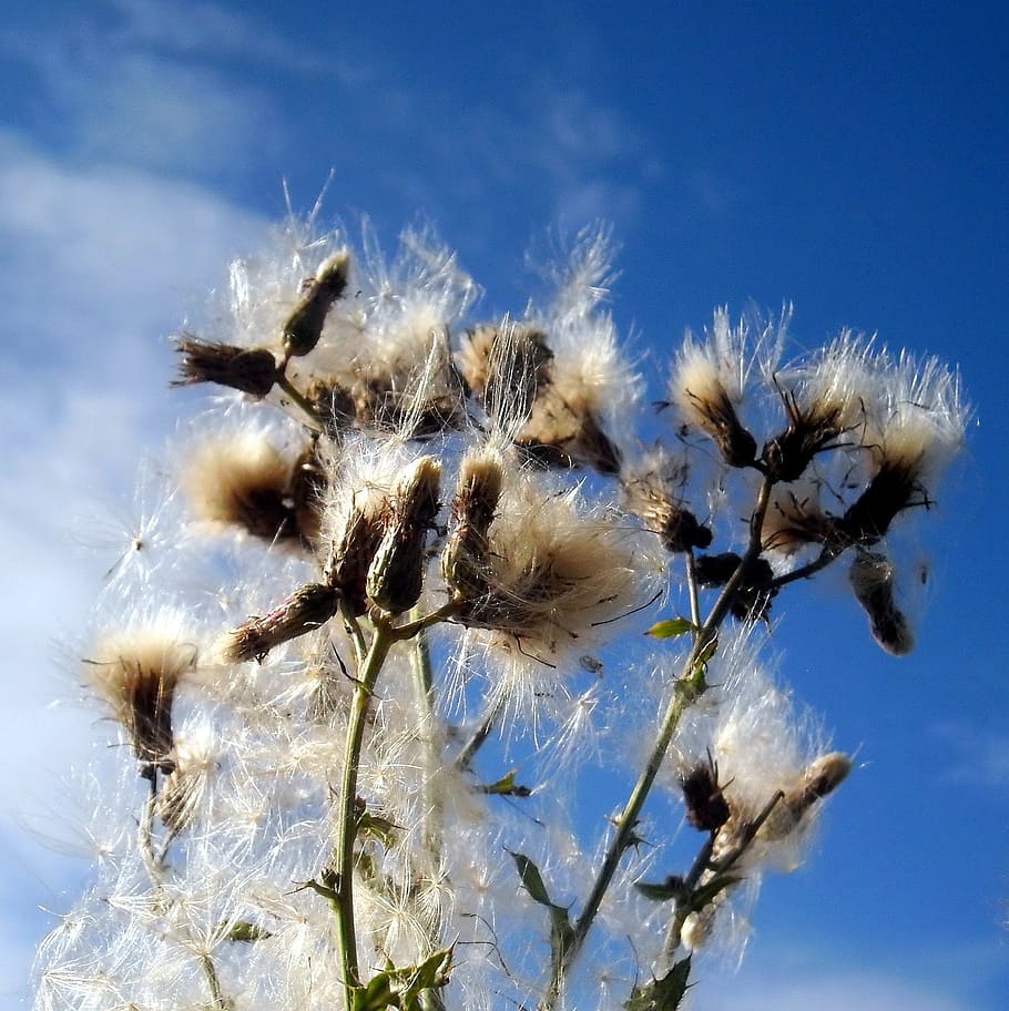 græs, vild, flora, felter, Frankrig, sommer, tidsler, alsace, himmel, plante, skrøbelighed, natur, sårbarhed, tæt på, blomst, skønhed i naturen, ingen mennesker, dag, vækst, lav vinkel visning, blomstrende plante, friskhed, blå, mælkebøtte, fokus på forgrunden, udendørs, hvid farve, frø, blomsterhoved, blødhed, mælkebøtte frø, 1080P