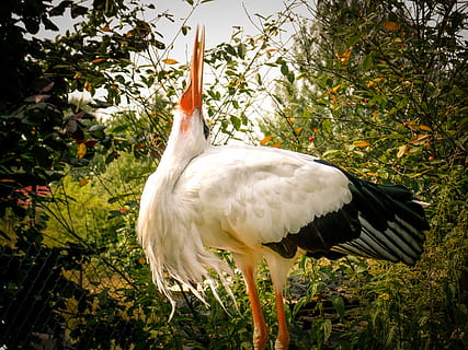 stork, fugl, hvid, fatning, have, dyr, hvirveldyr, dyre temaer, dyr i naturen, plante, et dyr, dyreliv, træ, hvid farve, ingen mennesker, natur, dag, vækst, udendørs, jord, fjer, næb, Mark, tæt på, 4K, CC0, offentligt domæne, royaltyfrie