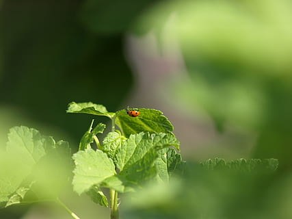 marieta, insecte, escarabat, macro, amulet de la sort, tancar, color verd, part de la planta, full, temes d'animals, animals a la natura, animal, fauna animal, un animal, invertebrat, enfocament selectiu, primer pla, planta, naturalesa, dia, creixement, cap gent, bellesa a la natura, a l'aire lliure, artròpode, 2K, CC0, domini públic, lliure de regalies