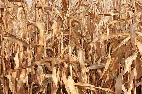 Mais, Feld, Hintergrund, Ernte, Mais, Feld, Landwirtschaft, Getreidepflanze, Natur, Pflanze, Vollbild, Hintergründe, Wachstum, keine Leute, Tag, Bauernhof, Nahansicht, Land, Lebensmittel, braun, ländliche Szene, Mais - Ernte, Essen und Trinken, draußen, Stiel, 4K, CC0, gemeinfrei, lizenzfrei