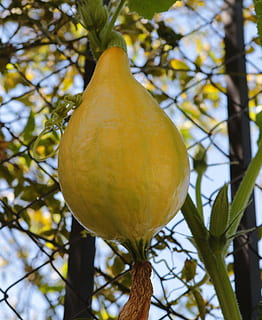 pompoen, squash, geel, groente, vers, vegetarisch, biologisch, tuin-, veganistisch, zomer, voedsel, voeding, heerlijk, Madrid, Spanje, fabriek, boom, groei, schoonheid in de natuur, versheid, fruit, detailopname, focus op de voorgrond, geen mensen, lage hoekweergave, natuur, tak, gezond eten, dag, deel van de plant, blad, eten en drinken, buitenshuis, rijp, 4K, CC0, publiek domein, royaltyvrij
