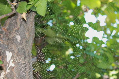 teranyina, web, arbre, trampa, aràcnids, patró, naturalesa, insecte, disseny, Nou Mèxic, fragilitat, primer pla, centrar-se en primer pla, cap gent, dia, planta, vulnerabilitat, bellesa a la natura, aranya, a l'aire lliure, temes d'animals, artròpode, invertebrat, animal, complexitat, enfocament selectiu, 4K, CC0, domini públic, lliure de regalies