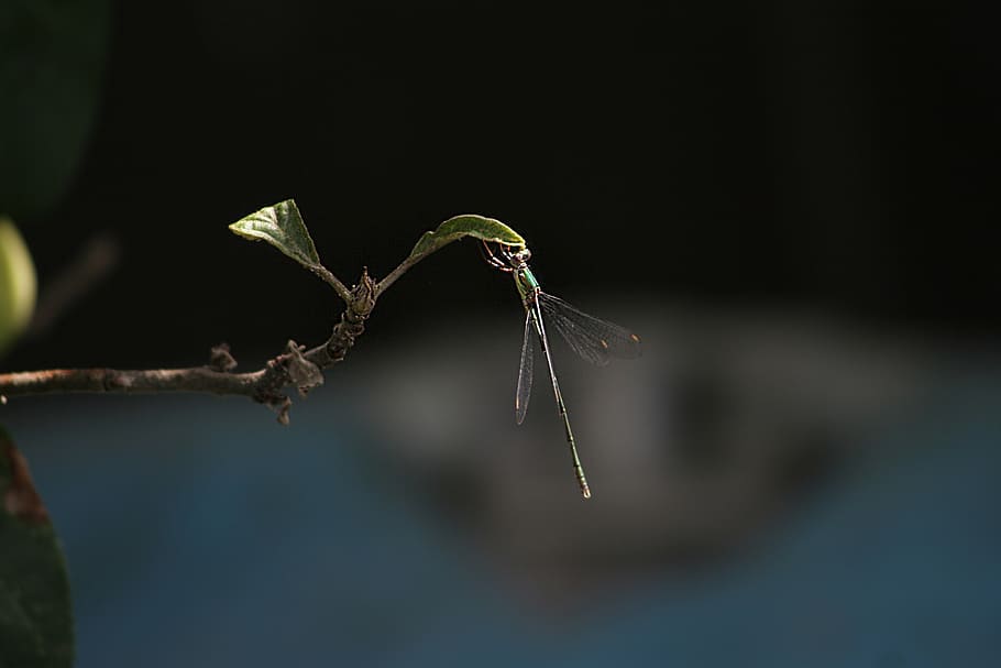 bug, dragonfly, insekt, natur, dyr, dyreliv, utendørs, virvelløse, hage, fauna, liv, dyre temaer, nærbilde, ett dyr, anlegg, ingen folk, dyr i naturen, tre, gren, fokusere på forgrunnen, dag, skjønnhet i naturen, selektiv fokusering, kvist, plante del, regnskog, 2K