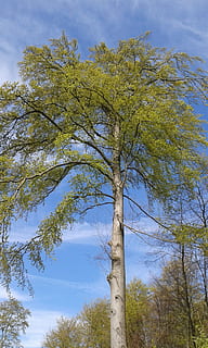 bøg, Skov, træer, natur, stamme, log, løvfældende træ, krone, blade, afdeling, grøn, æstetisk, gammel, blå, himmel, træ, forår, udendørs, plante, vækst, sky - himmel, ro, skønhed i naturen, lav vinkel visning, ingen mennesker, træstamme, bagagerum, dag, rolig scene, scenics - natur, ikke-urbane scene, jord, høj - høj, træ baldakin, 2K, CC0, offentligt domæne, royaltyfrie