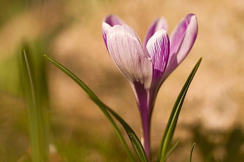 fleur, crocus, printemps, fleur de printemps, violet, la nature, jardin, crocus de printemps, fleurs, coloré, Fermer, annonciateur du printemps, plante, réveil du printemps, Frühlingsanfang, mer de fleurs, début de floraison, bühen, en plein air, beauté dans la nature, été, saison, couleur verte, Prairie, macro, pétale, herbe, tête de fleur, personne, fraîcheur, fragilité, couleur rose, plante à fleurs, vulnérabilité, croissance, se concentrer sur le premier plan, inflorescence, mise au point sélective, iris, 1080P, CC0, domaine public, libre de droits