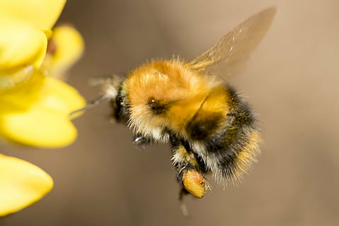musta, ruskea, mutista, mehiläinen, pollinating, keltainen, kukka, hyönteinen, siitepöly, lentää, siipi, kiireinen, makro, luonto, lähikuva, pölytys, hunaja, eläinten teemoja, eläin, eläinten villieläimet, selkärangaton, yksi eläin, eläimiä, kauneus luonnossa, kasvi, ei ihmisiä, hauraus, keskittyä etualalle, tuoreus, Kimalaiset, kukka pää, 5K, CC0, public domain, rojaltivapaa