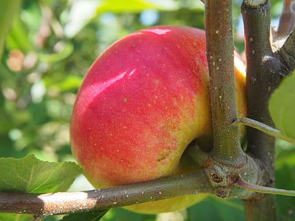 æble, træ, rød, æbletræ, frugt, kernobst gewaechs, natur, blade, selvfølgelig, bio, have, sund og rask, frugter, vitaminer, usprøjtede, mad, spise, mad og drikke, sund kost, friskhed, tæt på, ingen mennesker, plante, velvære, vækst, fokus på forgrunden, dag, landbrug, moden, udendørs, grøn farve, plante del, 4K, CC0, offentligt domæne, royaltyfrie
