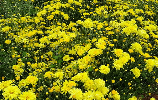 krizantem, asteraceae, sevanthi, çiçek, bitki örtüsü, yıllık, Çiçek açmak, çiçekli, Gadag, Hindistan, doğa, Sarı, bitki, yaz, çiçekli bitki, doğada güzellik, büyüme, tazelik, Güvenlik açığı, kırılganlık, alan, arazi, bolluk, insansız, taçyaprağı, bütün çerçeve, gün, çiçek kafa, kapatmak, botanik, açık havada, bahar, çiçeklik, 2K, CC0, kamu malı, telif ücretsiz