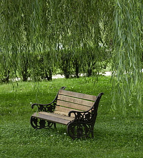 salze, banc, arbre, naturalesa, parc, a l'aire lliure, parc - l'home va fer espai, herba, color verd, cap gent, seient, escena tranquil·la, estiu, full, absència, relaxació, planta, buit, creixement, dia, camp, terra, bellesa a la natura, tranquil·litat, Banc del parc, 2K, CC0, domini públic, lliure de regalies