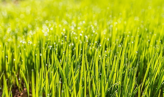 tancar, fotografia, herba, rosada, camp, verd, fons de pantalla hd, gespa, creixement, color verd, naturalesa, bellesa a la natura, dia, a l'aire lliure, planta, frescor, terra, agricultura, fons, cultiu, primer pla, cap gent, humit, medi ambient, paisatge, escena rural, granja, fulla d'herba, lluminós, 1080P, CC0, domini públic, lliure de regalies