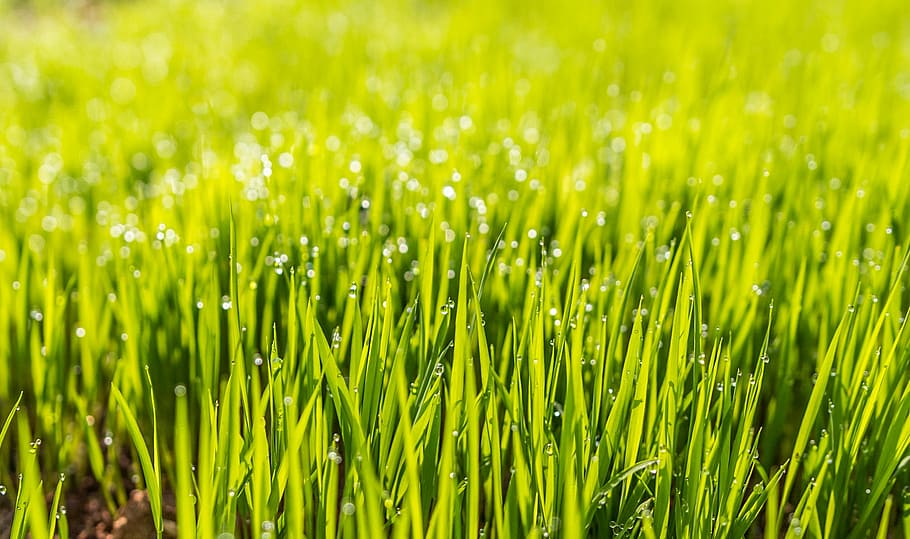 tancar, fotografia, herba, rosada, camp, verd, fons de pantalla hd, gespa, creixement, color verd, naturalesa, bellesa a la natura, dia, a l'aire lliure, planta, frescor, terra, agricultura, fons, cultiu, primer pla, cap gent, humit, medi ambient, paisatge, escena rural, granja, fulla d'herba, lluminós, 1080P