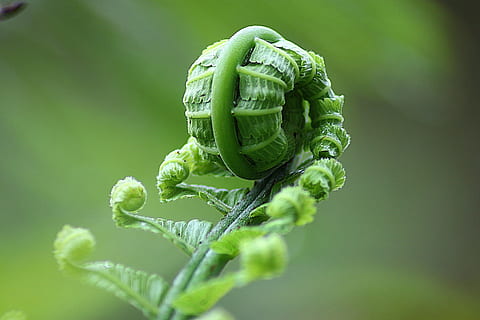 Makrofotografie, Pflanze, Farn, Blatt, rollen, Natur, natürlich, botanisch, organisch, Botanik, Kraut, Landwirtschaft, draußen, Umgebung, Gartenbau, Vegetation, Laub, grüne Farbe, Nahansicht, Insekt, Tierthemen, wirbellos, Tier, Tierwelt, keine Leute, ein Tier, selektiver Fokus, Makro, Pflanzenteil, Tiere in freier Wildbahn, Fokus auf den Vordergrund, Tag, Zoologie, grüner Hintergrund, Tierauge, 1080P, CC0, gemeinfrei, lizenzfrei