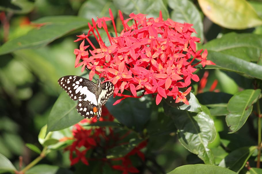 ixora, vermell, flor, cluster, papallona, insecte, planta, flora, floral, arbust, florir, jardí, florint, temes d'animals, planta amb flors, fauna animal, bellesa a la natura, creixement, animal, animals a la natura, un animal, vulnerabilitat, fragilitat, invertebrat, papallona - insecte, pètal, ala dels animals, part de la planta, frescor, naturalesa, cap de flor, polinització, cap gent, a l'aire lliure, lantana, 1080P