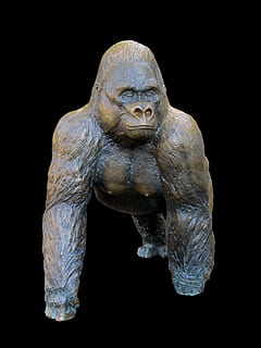 gorilla, abe, figur, skulptur, kunst, statue, steder af interesse, kunstværk, bronze statue, sort baggrund, Kunst og håndværk, studio skud, repræsentation, ingen mennesker, kreativitet, menneskelig repræsentation, indendørs, tæt på, håndværk, skåret ud, mandlig lighed, stilleben, gammel, skildpadde, 1080P, CC0, offentligt domæne, royaltyfrie