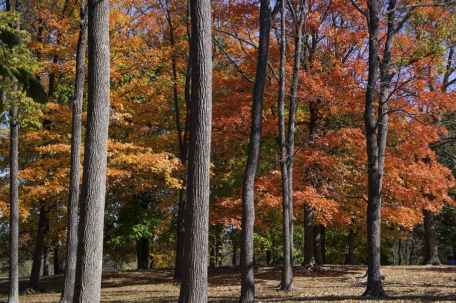 fallen, Laub, Bäume, Herbst, Natur, Orange, Jahreszeit, Blatt, Gelb, Wald, bunt, rot, saisonal, Farbe, hell, Ahorn, Baum, natürlich, Landschaft, Park, beschwingt, Oktober, Pflanze, Rand, golden, Licht, szenisch, Eiche, draussen, sonnig, Rahmen, Dekoration, Holz, Sonnenlicht, Umgebung, Blätter, herbstlich, Veränderung, Schönheit in der Natur, Land, Tag, Wachstum, Szenen - Natur, Kofferraum, orange Farbe, Baumstamm, ruhige Szene, Ruhe, keine Leute, Nicht-städtische Szene, idyllisch, draußen, Herbstkollektion, Kiefer, natürlicher Zustand, 4K