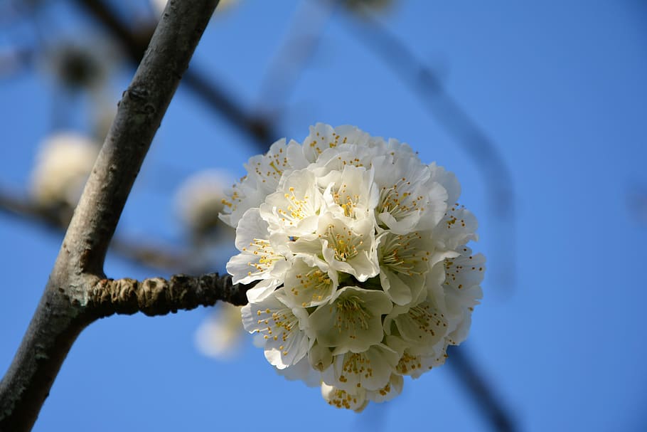 cirera, flor, ramita, primavera, naturalesa, flors de primavera, jardí, macro, tancar, planta, gall dindi, macro chichewa, brot, detalls de tirs, fons, bonic, primavera de chichewa, blanc, cel, incidentalment primavera, flors blanques, branca de la cirera, Color blanc, fragilitat, primer pla, creixement, vulnerabilitat, bellesa a la natura, planta amb flors, pètal, frescor, inflorescència, cap de flor, centrar-se en primer pla, blau, cap gent, arbre, pol·len, a l'aire lliure, flor de cirerer, 5K