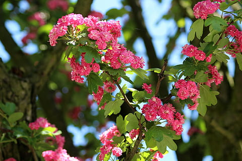 poc profund, focalitzar la fotografia, rosa, flors, arbre, crataegus, floració, primavera, pot, gałacki, naturalesa, planta, bellesa a la natura, planta amb flors, flor, creixement, vulnerabilitat, primer pla, frescor, fragilitat, part de la planta, full, color rosa, centrar-se en primer pla, dia, cap gent, pètal, a l'aire lliure, cap de flor, color verd, 5K, CC0, domini públic, lliure de regalies