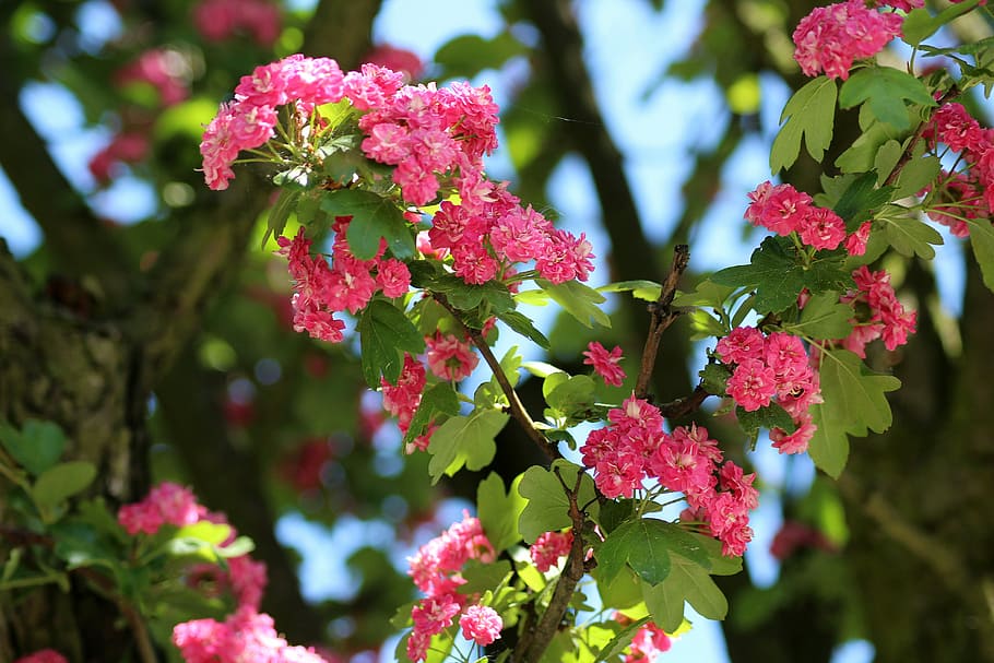 poc profund, focalitzar la fotografia, rosa, flors, arbre, crataegus, floració, primavera, pot, gałacki, naturalesa, planta, bellesa a la natura, planta amb flors, flor, creixement, vulnerabilitat, primer pla, frescor, fragilitat, part de la planta, full, color rosa, centrar-se en primer pla, dia, cap gent, pètal, a l'aire lliure, cap de flor, color verd, 5K