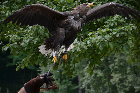 persona, rilasciando, Calvo, aquila, volo, predatore, uccello, formazione, animali allo stato selvatico, mano, fauna selvatica, vertebrato, un animale, parte del corpo umano, mano umana, pianta, persone, parte del corpo, natura, detenzione, giorno, persona irriconoscibile, avvicinamento, persone reali, all'aperto, dito, 4K, CC0, dominio pubblico, privo di copyright