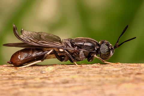 selettivo, fotografia a fuoco, soldato, volare, arroccato, Marrone, corteccia di albero, soldato vola, insetto, macro, animale, avvicinamento, temi animali, fauna selvatica, animali allo stato selvatico, un animale, nessuno, natura, giorno, all'aperto, invertebrato, messa a fuoco selettiva, ala animale, luce del sole, zoologia, parte del corpo animale, occhio animale, 5K, CC0, dominio pubblico, privo di copyright