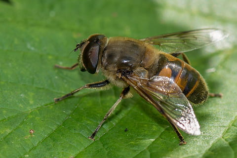 albină, macro, detaliu, aripi, insecte, natură, viaţă, Miere, polen, ustura, frunze, floare, vară, umbră, insectă, a închide, animal, nevertebrat, animale tematice, un animal, animale sălbatice, parte a plantelor, animale în sălbăticie, Culoarea verde, nici o persoana, plantă, animal aripă, partea corpului animalului, zi, artropod, să se concentreze asupra primelor elemente, în aer liber, ochi de animale, 1080P, CC0, domeniu public, fără drepturi de autor