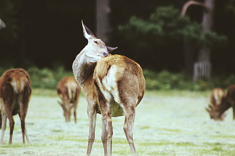 marron, À 4 pattes, animaux, champ d'herbe, jour, cerf, parc, arbre, forêt, faune, groupe d'animaux, animal, thèmes animaux, mammifère, la faune des animaux, vertébré, plante, animaux domestiques, herbe, se concentrer sur le premier plan, animaux à l'état sauvage, personne, terre, la nature, champ, jeune animal, herbivore, journée, agriculture, deux animaux, en plein air, famille d'animaux, faon, 5K, CC0, domaine public, libre de droits