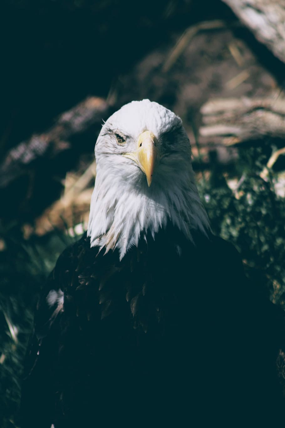 fotografia a macroistruzione, Calvo, aquila, selettivo, fotografia a fuoco, aquila calva, faccia d'aquila, becco d'aquila, natura, uccello rapace, animale, temi animali, uccello, vertebrato, animali allo stato selvatico, fauna selvatica, un animale, aquila - uccello, giorno, nessuno, concentrarsi sulle conoscenze acquisite, becco, all'aperto, analizzare, cercare, guardare, avvicinamento, vista frontale, testa di animale, 4K