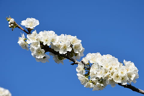 ciliegia, fiore, rametto, primavera, natura, fiori di primavera, giardino, macro, vicino, pianta, tacchino, macro chichewa, germoglio, colpi di dettaglio, sfondo, bellissimo, chichewa primavera, bianca, cielo, incidentalmente primavera, fiori bianchi, ramo di ciliegio, pianta fiorita, vulnerabilità, bellezza nella natura, fragilità, Colore bianco, freschezza, testa di fiore, fiorire, albero, crescita, blu, infiorescenza, ramo, Inquadratura dal basso, cielo sereno, fiore di ciliegio, nessuno, ciliegio, all'aperto, polline, un mazzo di fiori, 4K, CC0, dominio pubblico, privo di copyright
